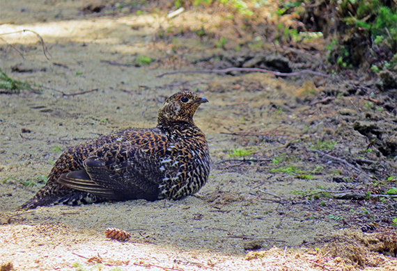 Spruce Grouse by Aaron Steed